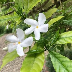 Meet your Posher, Lizet